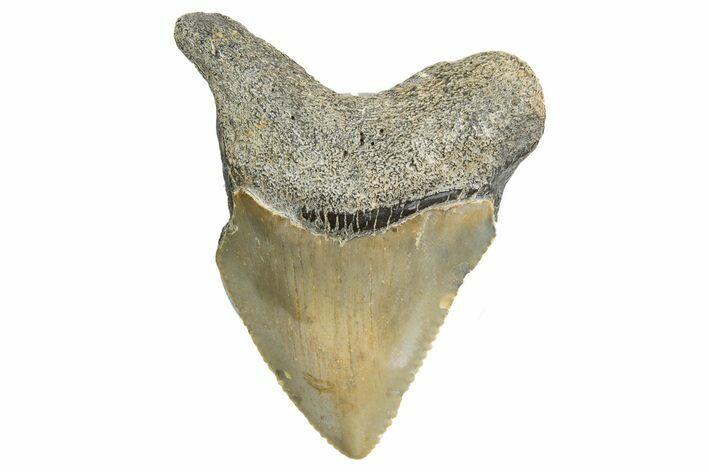 Serrated, Juvenile Megalodon Tooth - North Carolina #340971